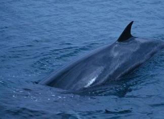 Малый полосатик – самый «младший» из китов